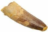 Fossil Spinosaurus Tooth - Real Dinosaur Tooth #226368-1